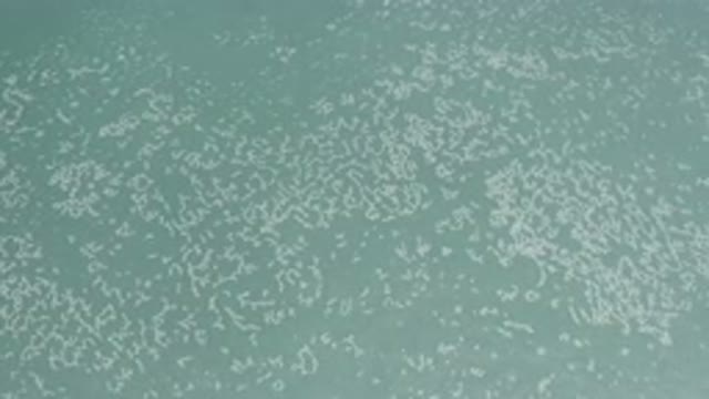 LOS CABOS MEXICO-2020: Flowing Dark and Light Green Water With Gray Seafoam