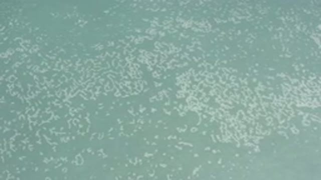 LOS CABOS MEXICO-2020: The Water Is Not Clear It Looks Dirty