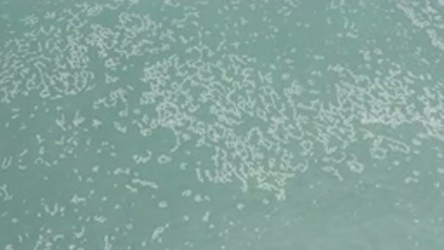 LOS CABOS MEXICO-2020: White Masses Floating On Top Of Lime Green Water Moving