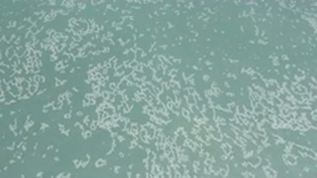 LOS CABOS MEXICO-2020: Beautiful Drone Shot Of White Sea Foam Riding On Top Of Waves