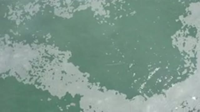 LOS CABOS MEXICO-2020: The Fishes Are Swimming Fearlessly In A Water That Looks