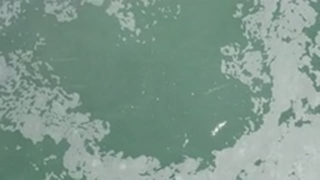 LOS CABOS MEXICO-2020: Fish Under Green Calm Water