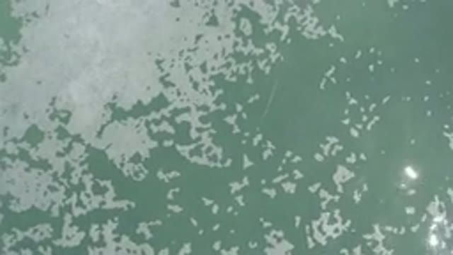 LOS CABOS MEXICO-2020: You Will Love The Pond Scum Of Your Dreams Today