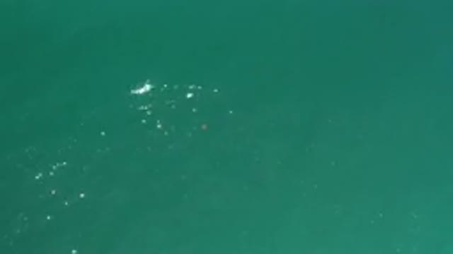 LOS CABOS MEXICO-2020: Something Mysterious and Unknown Floating in the Vast