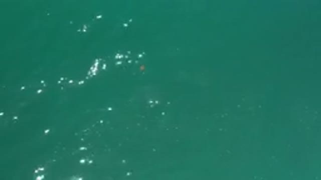 LOS CABOS MEXICO-2020: A Water Body Showing Probably A Shark