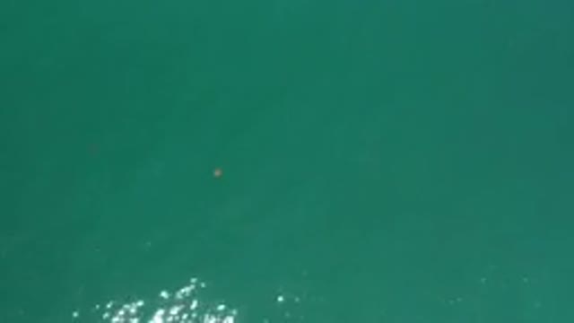 LOS CABOS MEXICO-2020: Animal Swimming in the Ocean