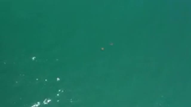 LOS CABOS MEXICO-2020: Two Playful Fish Swirling In Beautiful Green Water