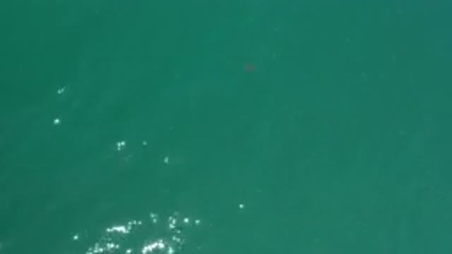 LOS CABOS MEXICO-2020: Something Spotted In Deep Waters Of Tropical Sea On Sunny