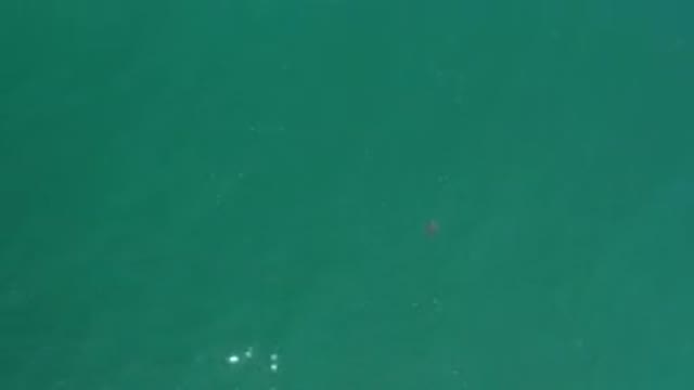 LOS CABOS MEXICO-2020: Little Fishes Caught On Camera Swimming On Green Sea