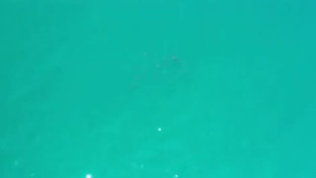 LOS CABOS MEXICO-2020: Creatures Swimming Before Leaping Through Sparkling Water
