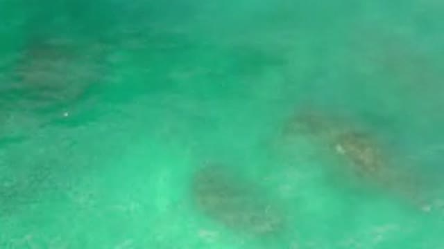 LOS CABOS MEXICO-2020: Turquoise Quiet Animals Wild Nature Geological Marvel