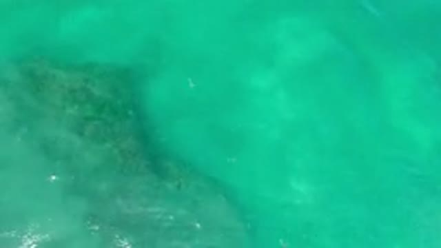 LOS CABOS MEXICO-2020: Slow Moving Green Water With Coral Reef And Vegetation