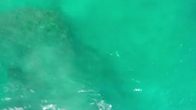 LOS CABOS MEXICO-2020: Fantastic Cute And Tiny Small Fishes Swimming Under The