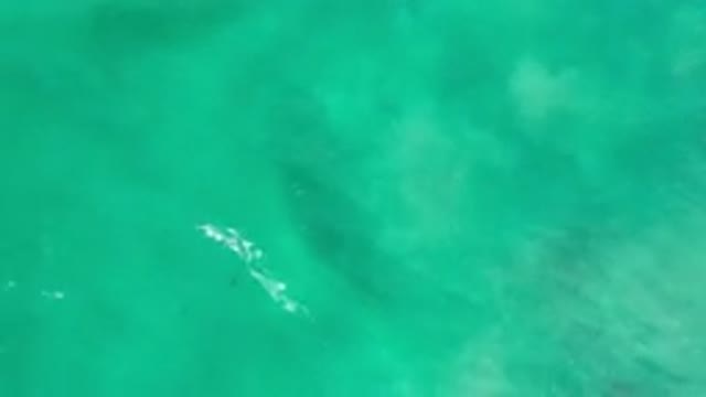 LOS CABOS MEXICO-2020: Unclear But Tiny Small Fishes Swimming Under The Green