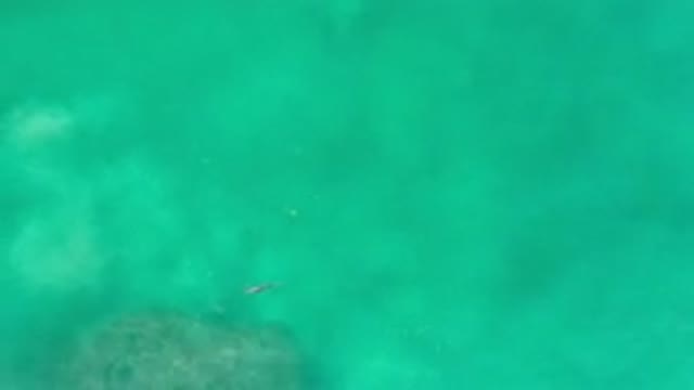 LOS CABOS MEXICO-2020: Fish Freely Swimming in Open Green Water Past Algae-Covered Rocks