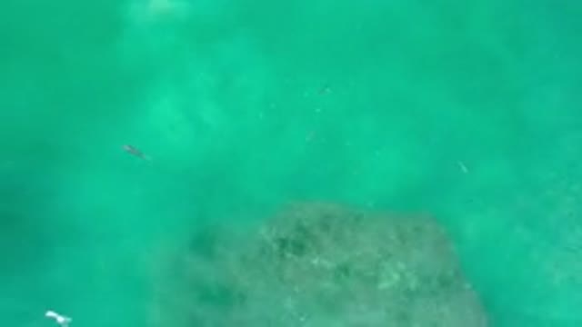 LOS CABOS MEXICO-2020: Top View Of A Fish Swimming In Sea Near Rocks