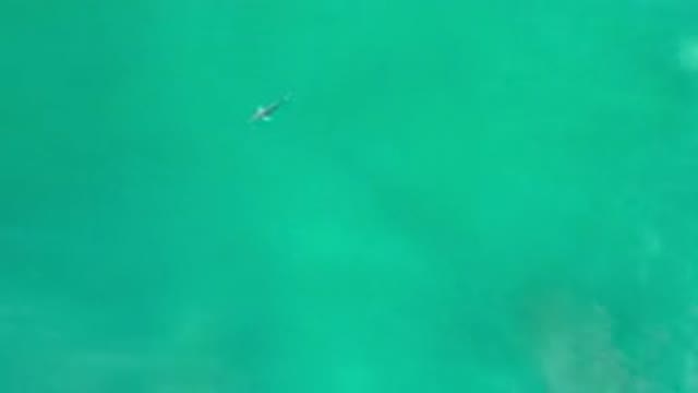 LOS CABOS MEXICO-2020: A Fish Swimming In A Clear Large Body Of Water