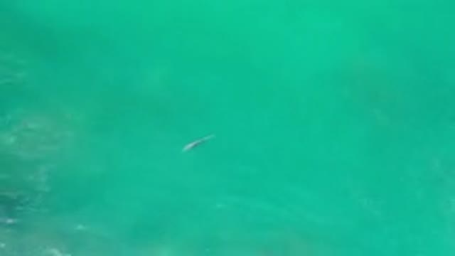 LOS CABOS MEXICO-2020: Top View Of One Fish Swimming In Blue Sea