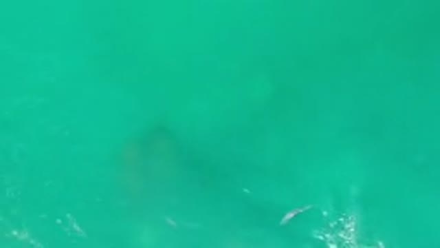 LOS CABOS MEXICO-2020: Clear Turquoise Water Small Fish Swimming Over Stone