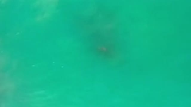 LOS CABOS MEXICO-2020: Top Down View Of A Green Ocean As A Large Fish Passes
