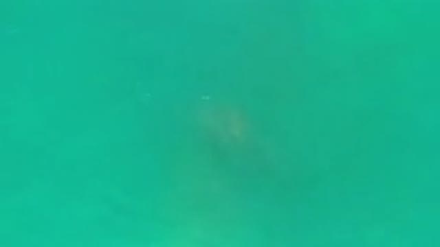 LOS CABOS MEXICO-2020: Overhead View Of Turtle Swimming Under The Water Surface