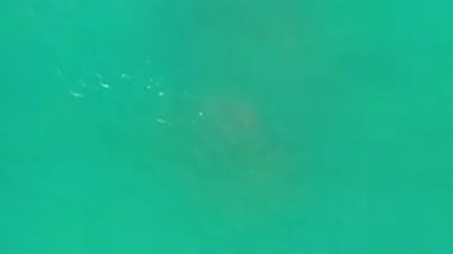 LOS CABOS MEXICO-2020: Underwater Footage Of A Floating Sea Turtle