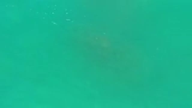 LOS CABOS MEXICO-2020: Dark Crusty Object or Animal Barely Visible in Water