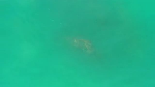 LOS CABOS MEXICO-2020: Gray Brown Fish or Creature Disappearing Under the Water