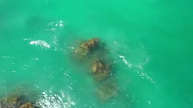 LOS CABOS MEXICO-2020: The Corals Of The Sea