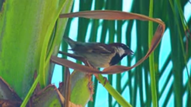 LOS CABOS MEXICO C-2020: Small Bird Singing In Foliage On A Sunny Day With Blue