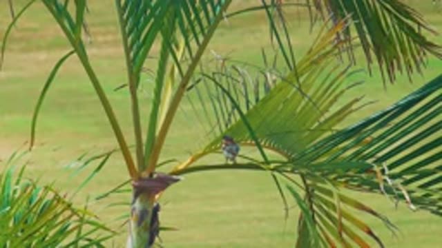 LOS CABOS MEXICO-2020: Tiny Brown Sparrow Hops on Tree Branch
