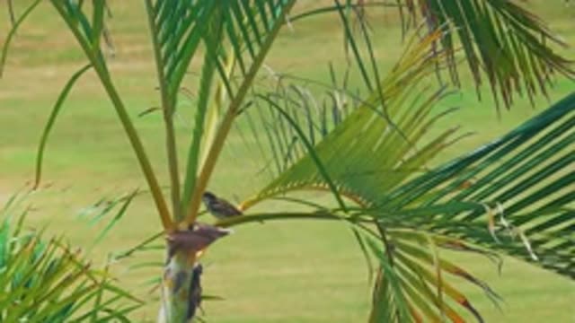 LOS CABOS MEXICO-2020: Small Bird Resting In Tropical Tree