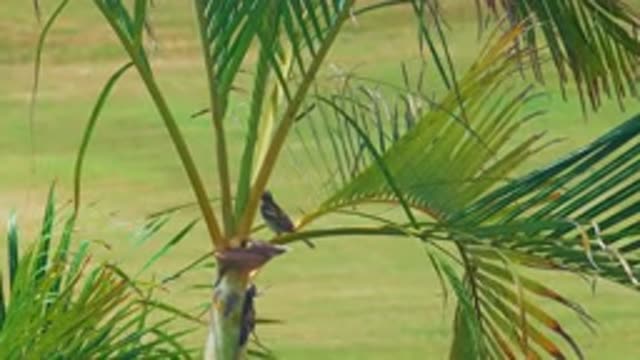 LOS CABOS MEXICO-2020: Bird In A Tree
