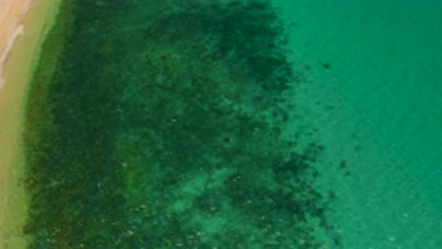 EL SARGENTO LA VENTANA MEXICO-2020: Water Slowly Moving Onto A Sandy Beach With Green Algae And Plants