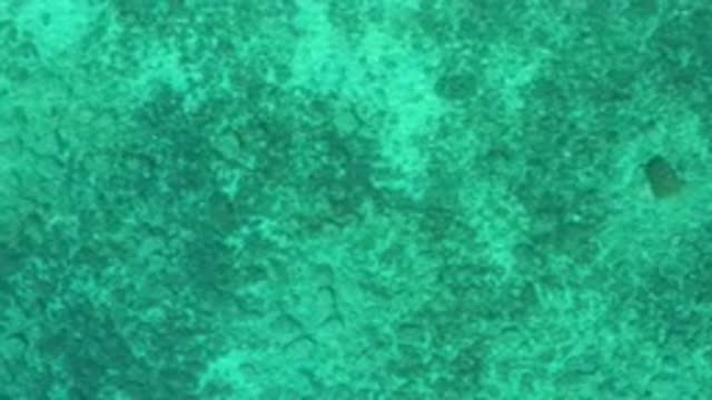 EL SARGENTO LA VENTANA MEXICO-2020: Passing Over Green Matter