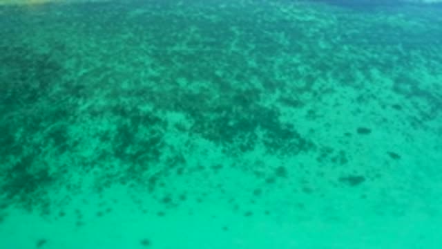 EL SARGENTO LA VENTANA MEXICO-2020: Calm Tan Ocean Floor Partially Covered With Green Plants