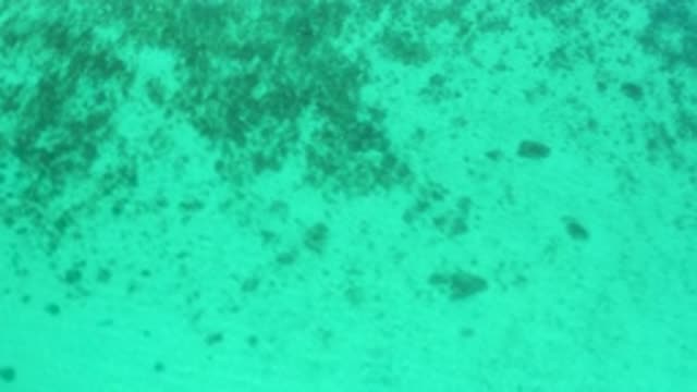 EL SARGENTO LA VENTANA MEXICO-2020: Clear Sea Water To See What Inside