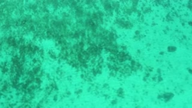 EL SARGENTO LA VENTANA MEXICO-2020: Ocean Floor From Underwater With Small Plants
