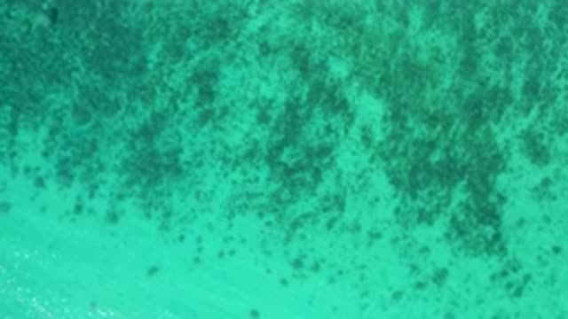 EL SARGENTO LA VENTANA MEXICO-2020: Rotating Video Of A Green Ocean With Algae