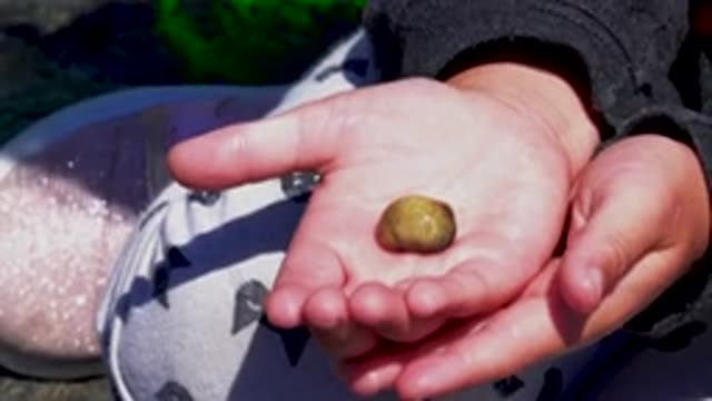 EL SARGENTO LA VENTANA MEXICO-2020: Person Outdoors Gently Placing A Tan Medium-Sized Round Object In Palm