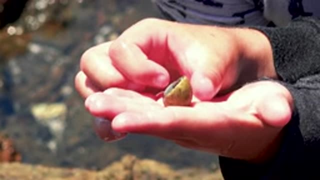 EL SARGENTO LA VENTANA MEXICO-2020: Crab Retreats Into Shell In Person's Hand