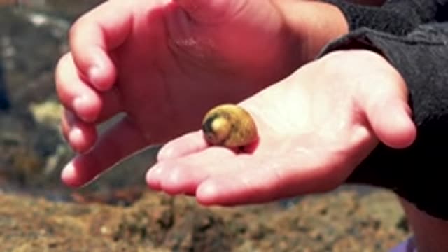 EL SARGENTO LA VENTANA MEXICO-2020: A Person Holds A Hermit Crab In The Palm Of