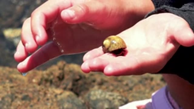 EL SARGENTO LA VENTANA MEXICO-2020: Shy Sea Animal With Beautiful Shell Walking