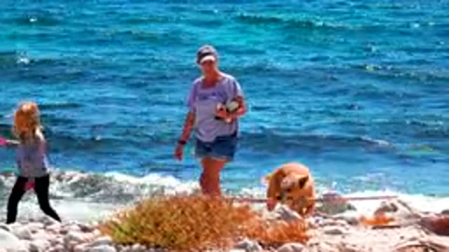 EL SARGENTO LA VENTANA MEXICO-2020: Enjoying Family Time With Dog On A Beautiful Rocky Shore