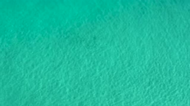 LOS CABOS MEXICO-2020: School Of Small Fish Swimming Through Shallow Clear Green