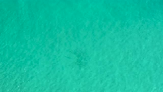 LOS CABOS MEXICO-2020: Overhead View Of A Fish's Shadow While Swimming In Water