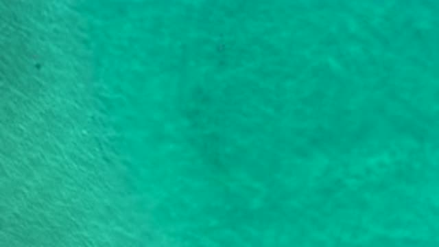 LOS CABOS MEXICO-2020: Cute Small Fishes Swimming Under the Green Sea