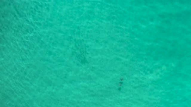 LOS CABOS MEXICO-2020: A School Of Fish Swim Against The Current In Aquamarine