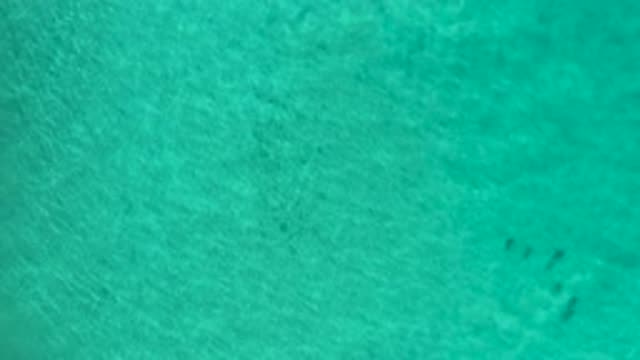 LOS CABOS MEXICO-2020: Rippling Water Turtles Gliding Across The Bottom Of The