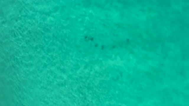 LOS CABOS MEXICO-2020: Underwater Schools Of Fish Roaming The Ocean Floor